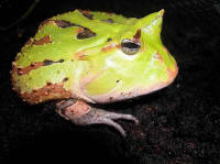 ceratophrys