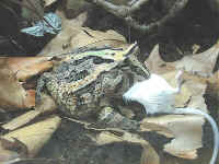 Ceratophrys ornata X cornuta