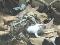ceratophrys