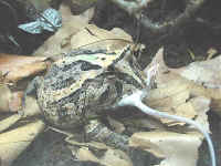 ceratophrys
