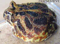 ceratophrys cranwelli