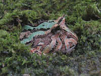 Ceratophrys ornata X cornuta