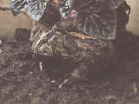 C. ornata X cornuta