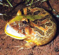 ceratophrys aurita