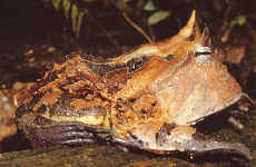 ceratophrys cornuta