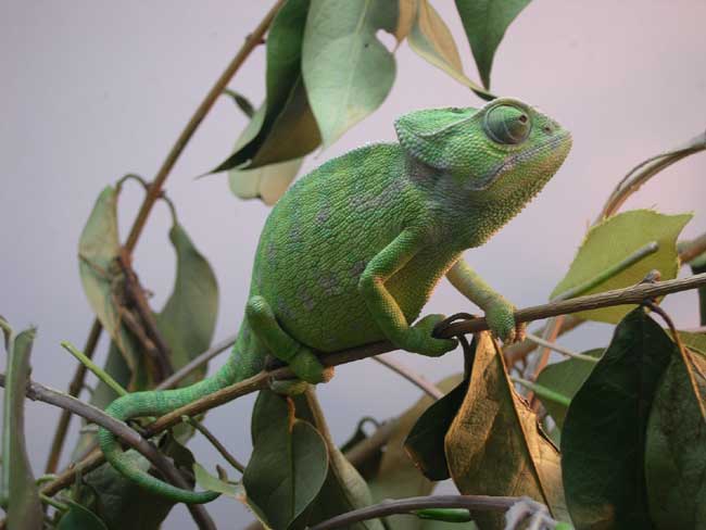 http://www.batraciens-reptiles.com/chamaec.jpg