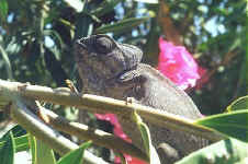 chamaeleo