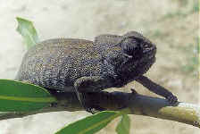 chamaeleo