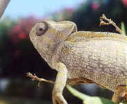 cameleon dit commun