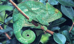 calumna parsonii