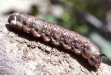 chenille de sphinx