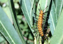 chenille de papillon