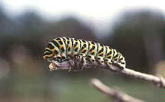 papillon machaon chenille