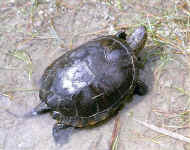 tortue cistude