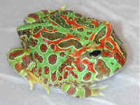 ornata