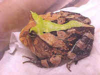 cornuta