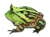 ceratophrys cornuta