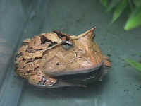 Ceratophrys cornuta