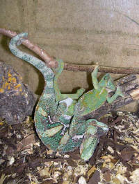 accouplement