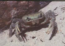 crabe
