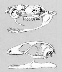 cr�ne de reptile