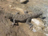 cyrtopodion