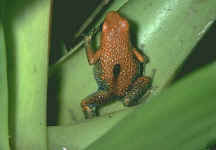 dendrobate granuliferus
