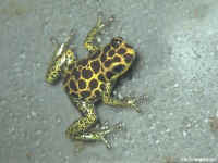 dendrobate imitator