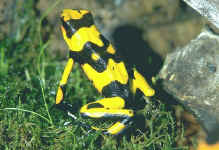 dendrobate lehmanni
