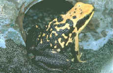 dendrobate silverstonei
