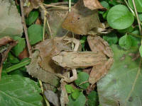 dalmatina