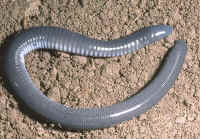 dermophis mexicanus