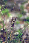 mante