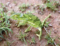 Chamaeleo dilepis