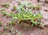 Chamaeleo dilepis