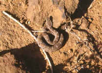 echis carinatus