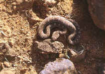 echis carinatus 2