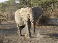 elephantsndutu2.jpg