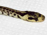 esculape jeune