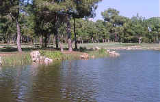 �tang