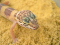 eublepharis albinos jeune