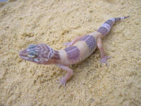 eublepharis albinos jeune