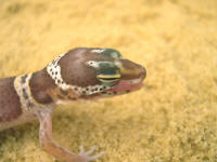 eublepharis albinos jeune