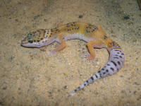 hypotangerine