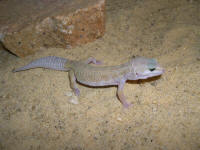 leucistic