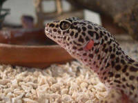 Gecko eublepharis (face)
