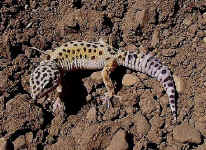 Gecko Eublepharis macularius