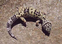 Gecko Eublepharis macularius