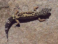 Gecko eublepharis