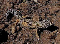Gecko eublepharis normal